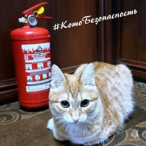 Простые правила использования огнетушителя от кошки Рыси