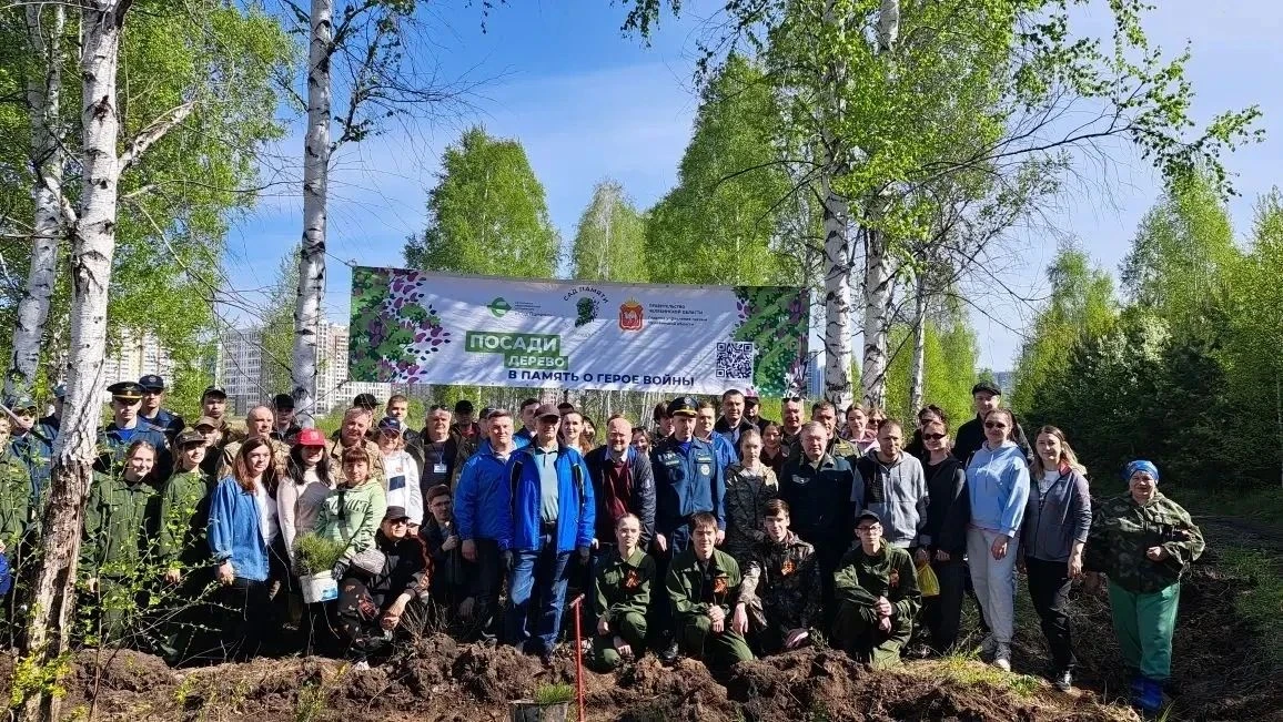 В Челябинском бору высадили 9,9 тысячи сосен