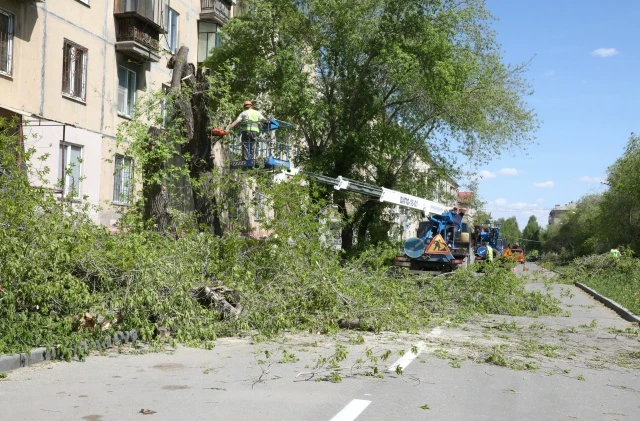 По улице Лермонтова новыми саженцами заменят старые и больные деревья, которые могли навредить жителям
