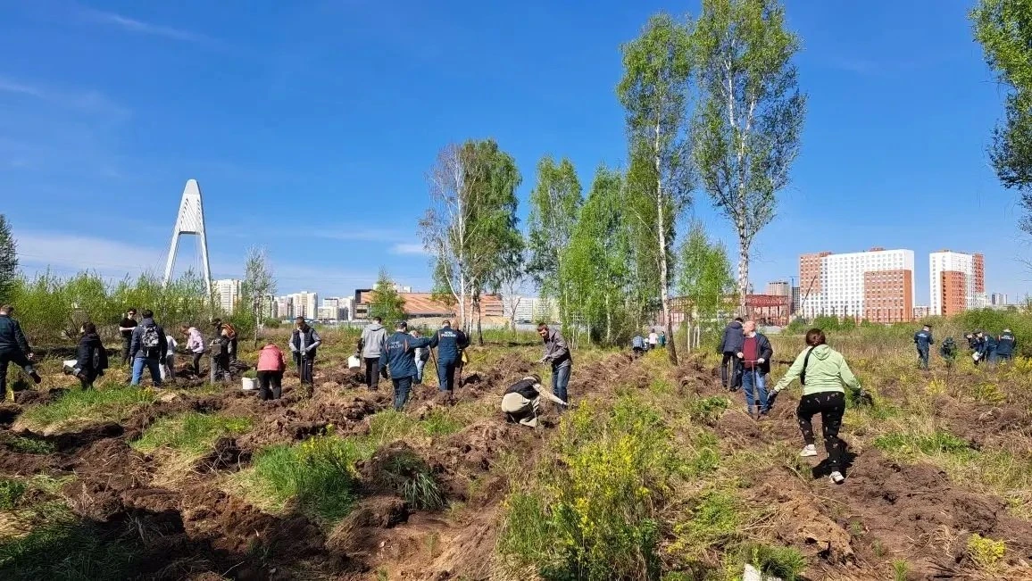В Челябинском бору высадили почти 10 тысяч сосен
