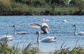 Дикие лебеди облюбовали водоем в Челябинской области