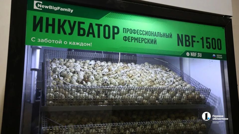 Челябинской области запустили первое крупное производство перепелов Челябинской области запустили первое крупное производство перепелов