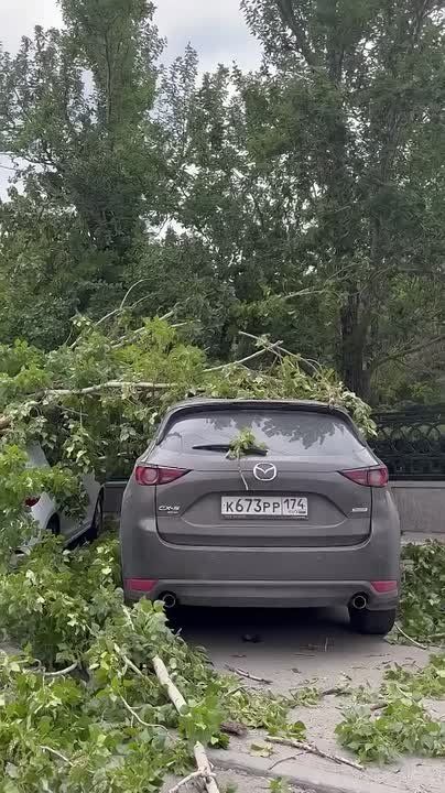 Ураган повалил тополя на парковке у Алого поля в Челябинске