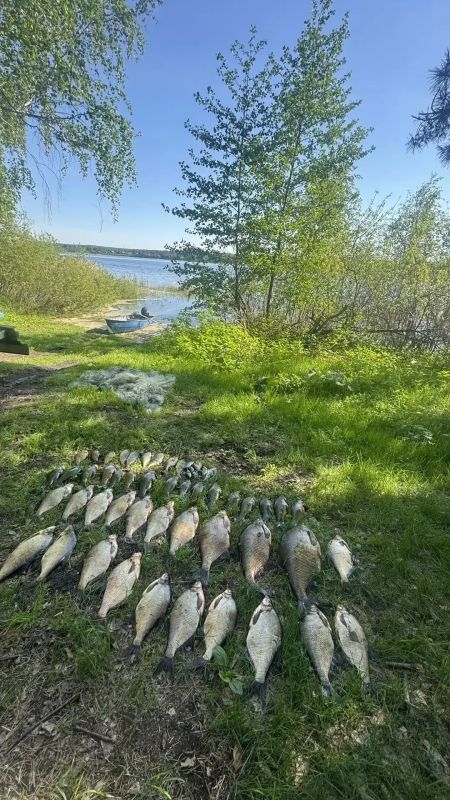 В Чебаркульском районе полицейские задержали мужчину, незаконно выловившего более 50 экземпляров рыбы в период нереста В Чебаркульском районе полицейские задержали мужчину, незаконно выловившего более 50 экземпляров рыбы в период нереста