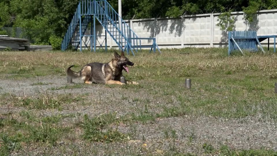 Челябинские кинологи поделились нюансами воспитания служебных собак Челябинские кинологи поделились нюансами воспитания служебных собак