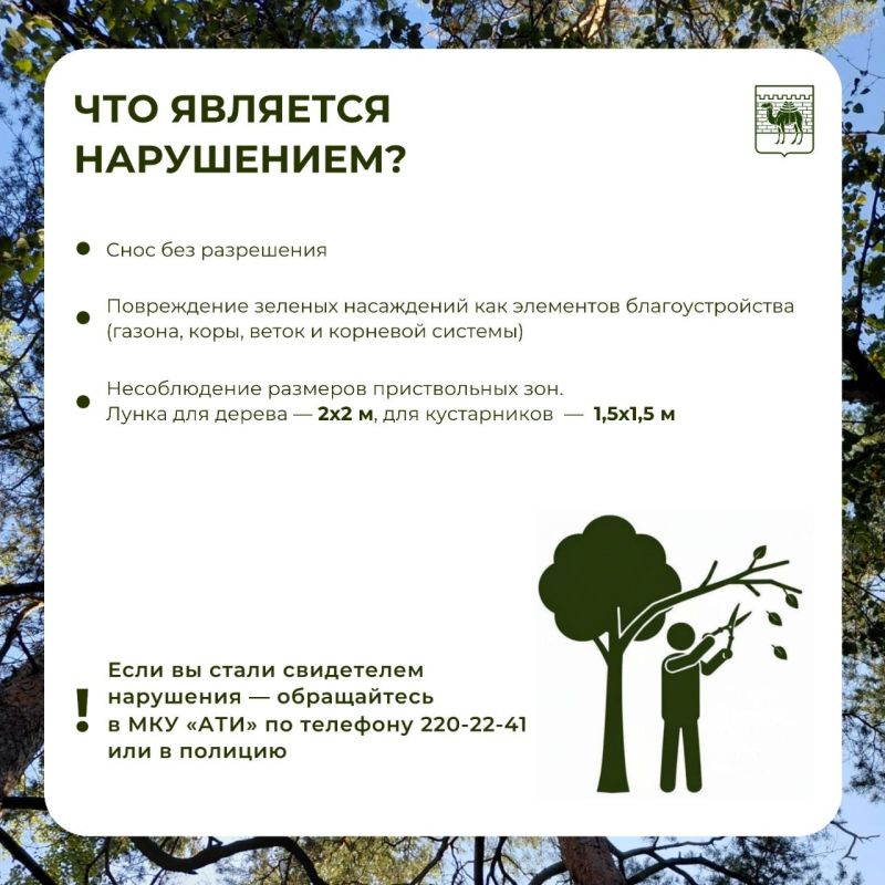 Почему спилили дерево во дворе и когда это законно? Почему спилили дерево во дворе и когда это законно?