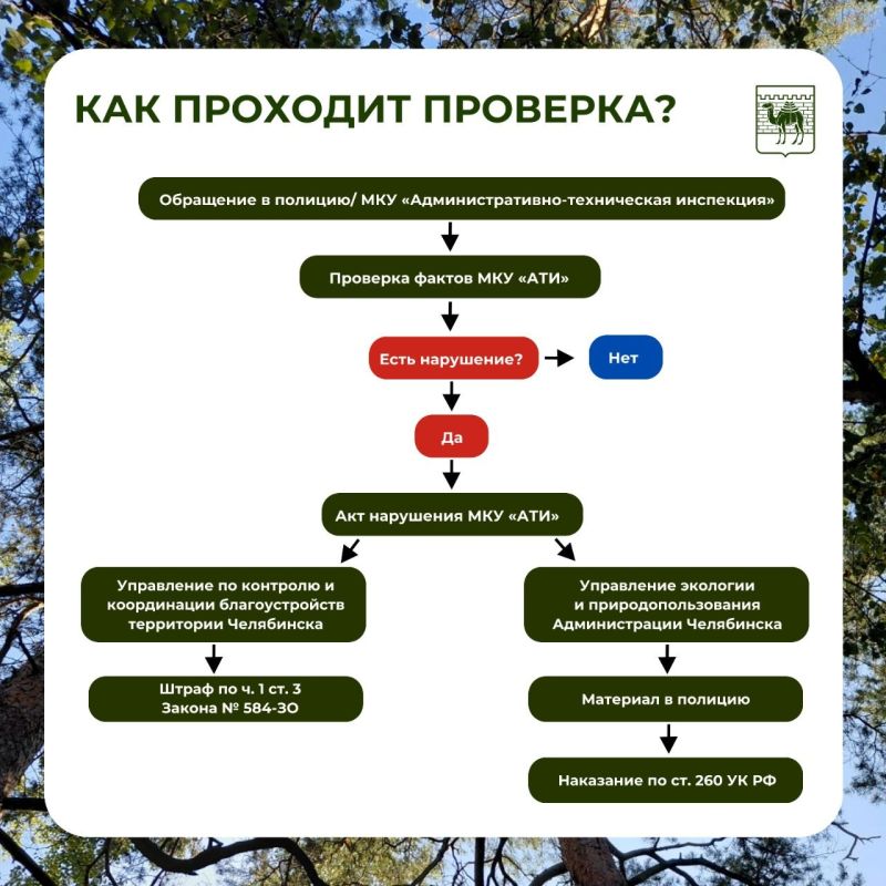Почему спилили дерево во дворе и когда это законно? Почему спилили дерево во дворе и когда это законно?