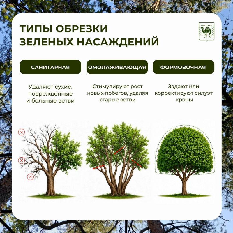 Почему спилили дерево во дворе и когда это законно? Почему спилили дерево во дворе и когда это законно?
