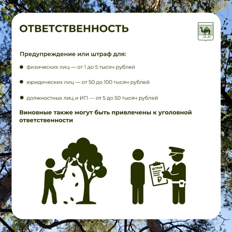 Почему спилили дерево во дворе и когда это законно? Почему спилили дерево во дворе и когда это законно?