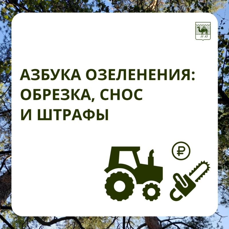 Почему спилили дерево во дворе и когда это законно?
