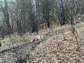 ВАЖНО. Рыжие хищники — одни из наиболее часто встречаемых диких зверей в населенных пунктах, и именно от них люди боятся заразиться бешенством