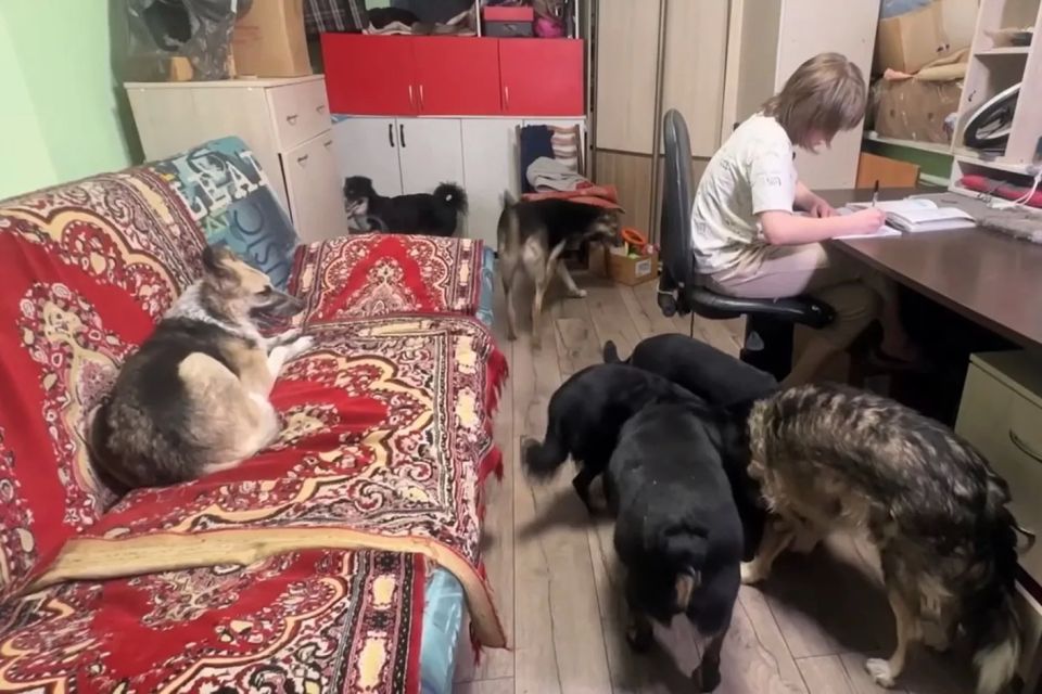«Моя внучка родилась пьяной!»: непутевая мама отсидела 18 лет, а теперь хочет забрать дочь у бабушки, которая живет с 32 собаками «Моя внучка родилась пьяной!»: непутевая мама отсидела 18 лет, а теперь хочет забрать дочь у бабушки, которая живет с 32 собаками