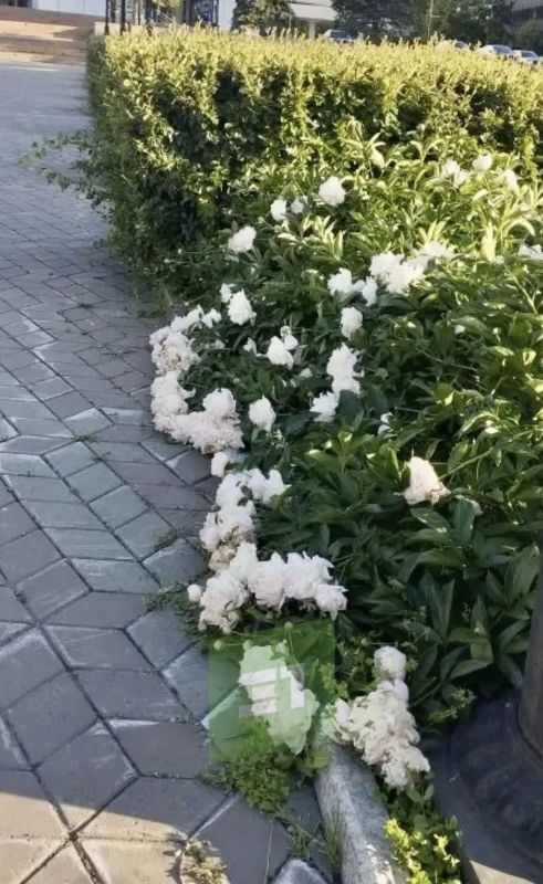 "Пионы лежат прямо на земле "Пионы лежат прямо на земле