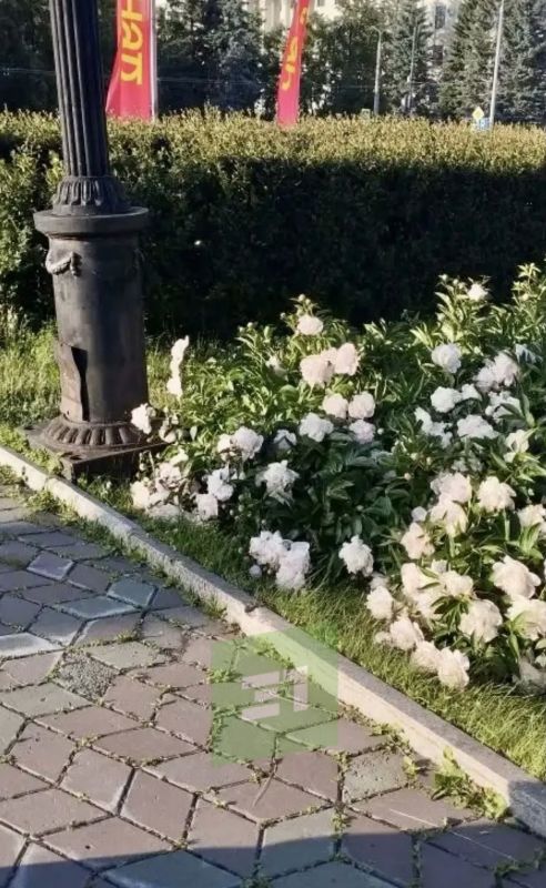 Нас тут просветили по поводу лежачих пионов Нас тут просветили по поводу лежачих пионов