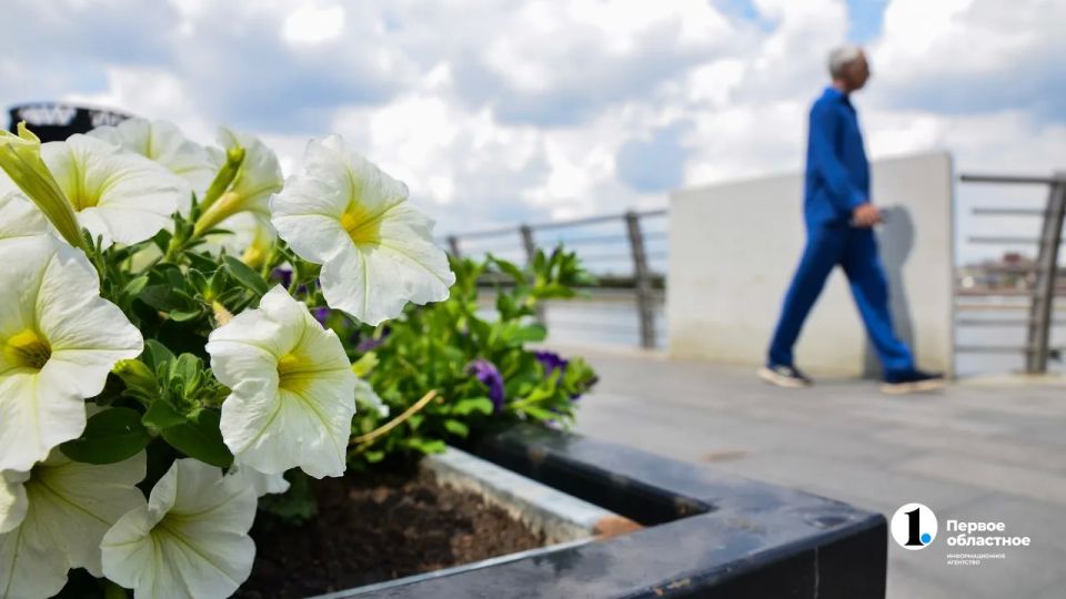 Челябинцы продолжают вырывать петунии из кашпо