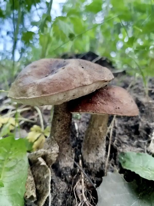 Грибники в восторге. Смотрите, что южноуральцы уже насобирали в разных районах области Грибники в восторге. Смотрите, что южноуральцы уже насобирали в разных районах области