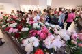 Более 300 видов пионов впервые собрали на фестивале в Челябинске