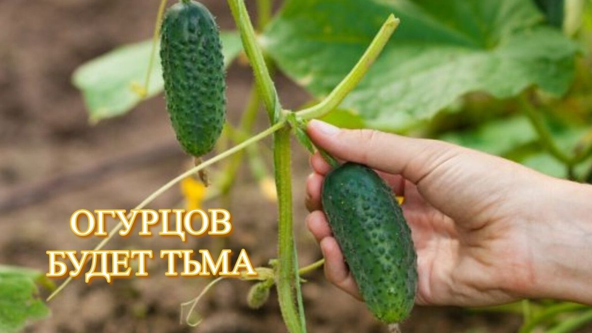 Секреты успешной подкормки огурцов в июле: что использовать для богатого урожая?