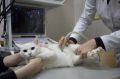 Где работают лучшие айболиты? Открыт прием заявок на конкурс «Ветклиника года»