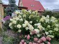 Оптимальные моменты для черенкования гортензий: советы и рекомендации