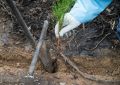Свыше 3 тысяч гектаров леса высадят в Челябинской области за сезон