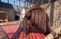 Лето! Пятница! Танцы!. Медведь Малыш из челябинского зоопарка очень рад наступающим выходным