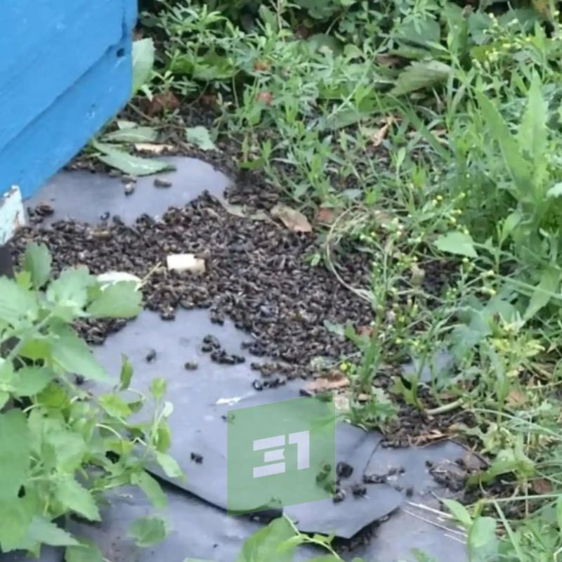 Пчелы погибли у 4 поселков Аргаяшского района Пчелы погибли у 4 поселков Аргаяшского района