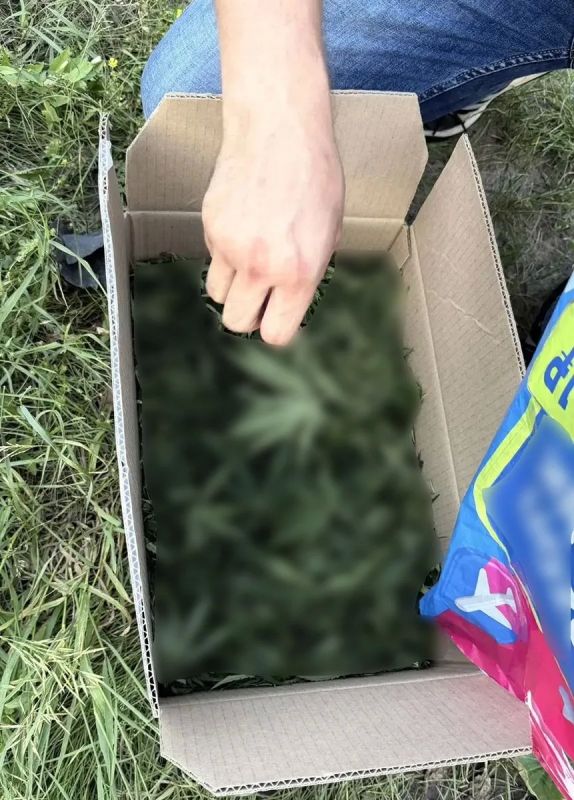 В Троицке полицейские задержали местного жителя с наркосодержащим растением