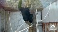 В зоопарке Челябинска начали обновлять уличные вольеры обезьян