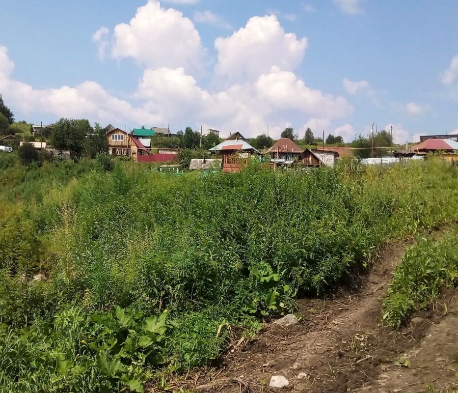 Полицейские Челябинской области пресекли перевозку и хранение наркотиков, а также выявили крупный очаг наркосодержащих растений Полицейские Челябинской области пресекли перевозку и хранение наркотиков, а также выявили крупный очаг наркосодержащих растений