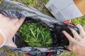 Полицейские Челябинской области изъяли наркотики и выявили крупный очаг конопли