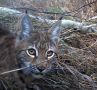 В Челябинской области выросла численность косуль, лосей и рысей