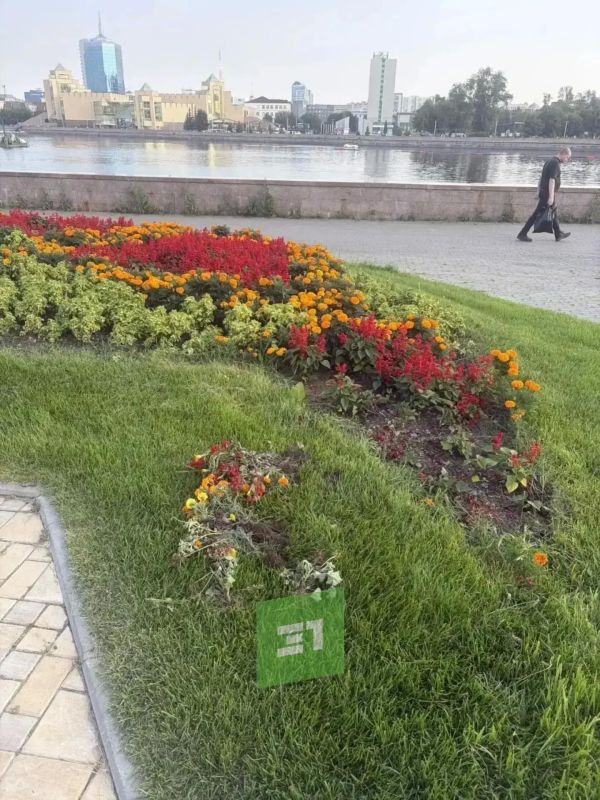 И опять пострадали цветы И опять пострадали цветы