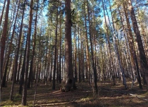 Челябинская лиственница претендует на звание «Дерево года» в России