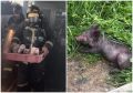Трагедия на ферме: в Курганской области при пожаре погибли 2,5 тысячи поросят