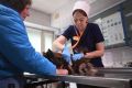 Где работают лучшие айболиты? Продолжаем прием заявок на конкурс «Ветклиника года»