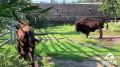 Бизона по имени Чероки привезли в зоопарк Челябинска