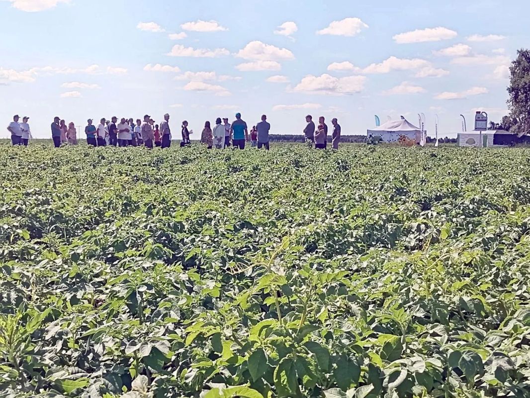 Технология как ключевой фактор урожайности: в Челябинской области прошёл смотр картофеля Технология как ключевой фактор урожайности: в Челябинской области прошёл смотр картофеля