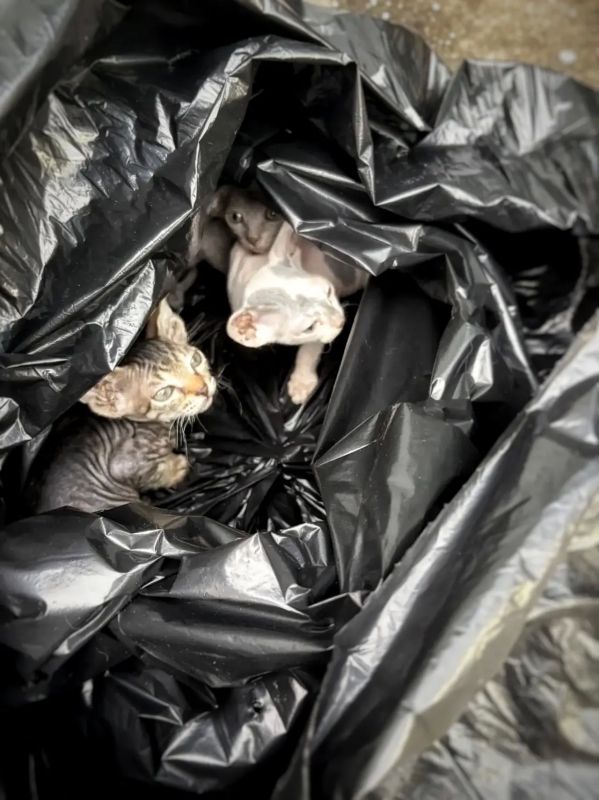В Чурилово мужчина выкинул в мусорку пакет с живыми котятами В Чурилово мужчина выкинул в мусорку пакет с живыми котятами