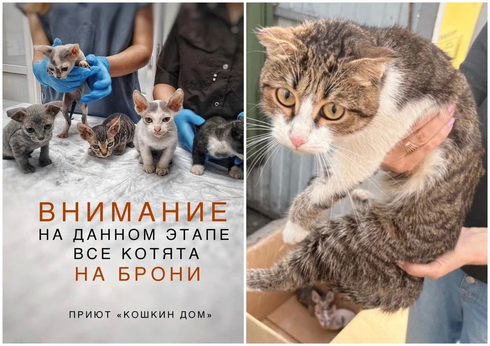«Завязал в мешок и выбросил на помойку»: в Чурилово мужчина избавился от живых котят с кошкой «Завязал в мешок и выбросил на помойку»: в Чурилово мужчина избавился от живых котят с кошкой