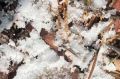 На земле «рыбья» икра. В российском нацпарке обнаружили редчайший вид грибов