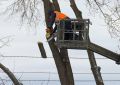 Челябинец вырубил клены на 280 тысяч рублей для проезда к дому