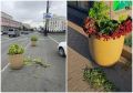 Челябинские вандалы никак не могут оставить в покое клумбы и кашпо с цветами на улицах