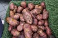 Россельхознадзор нашел опасные химикаты в картофеле под Челябинском