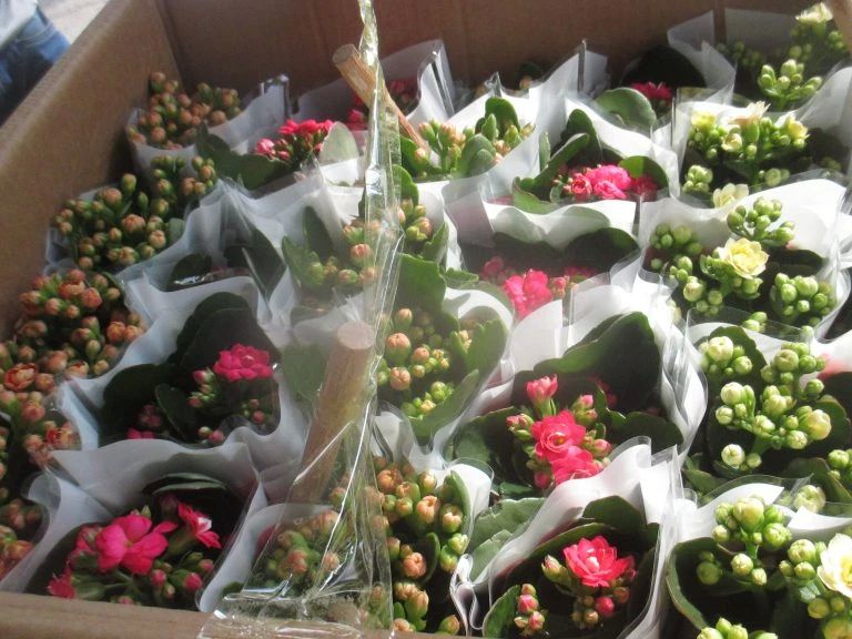 66 тысяч цветов в горшках завезли в Челябинск к 1 Сентября