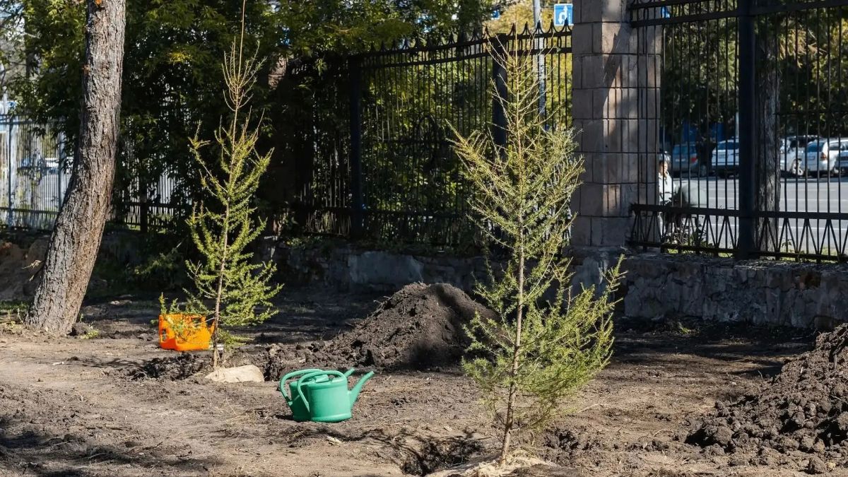 центре Челябинска на месте пустыря высадят сосны и лиственницы центре Челябинска на месте пустыря высадят сосны и лиственницы