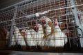 Птицу в подсобных хозяйствах поставят на учет — новые правила вступили с сентября