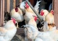 Для оленей и кур в Челябинской области ввели обязательную регистрацию