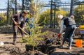 Зеленая зона Челябинска стала больше на 6 гектаров