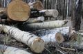 Незаконную рубку берез с ущербом в 1,9 млн выявили в Челябинской области